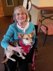 Buddy the therapy dog